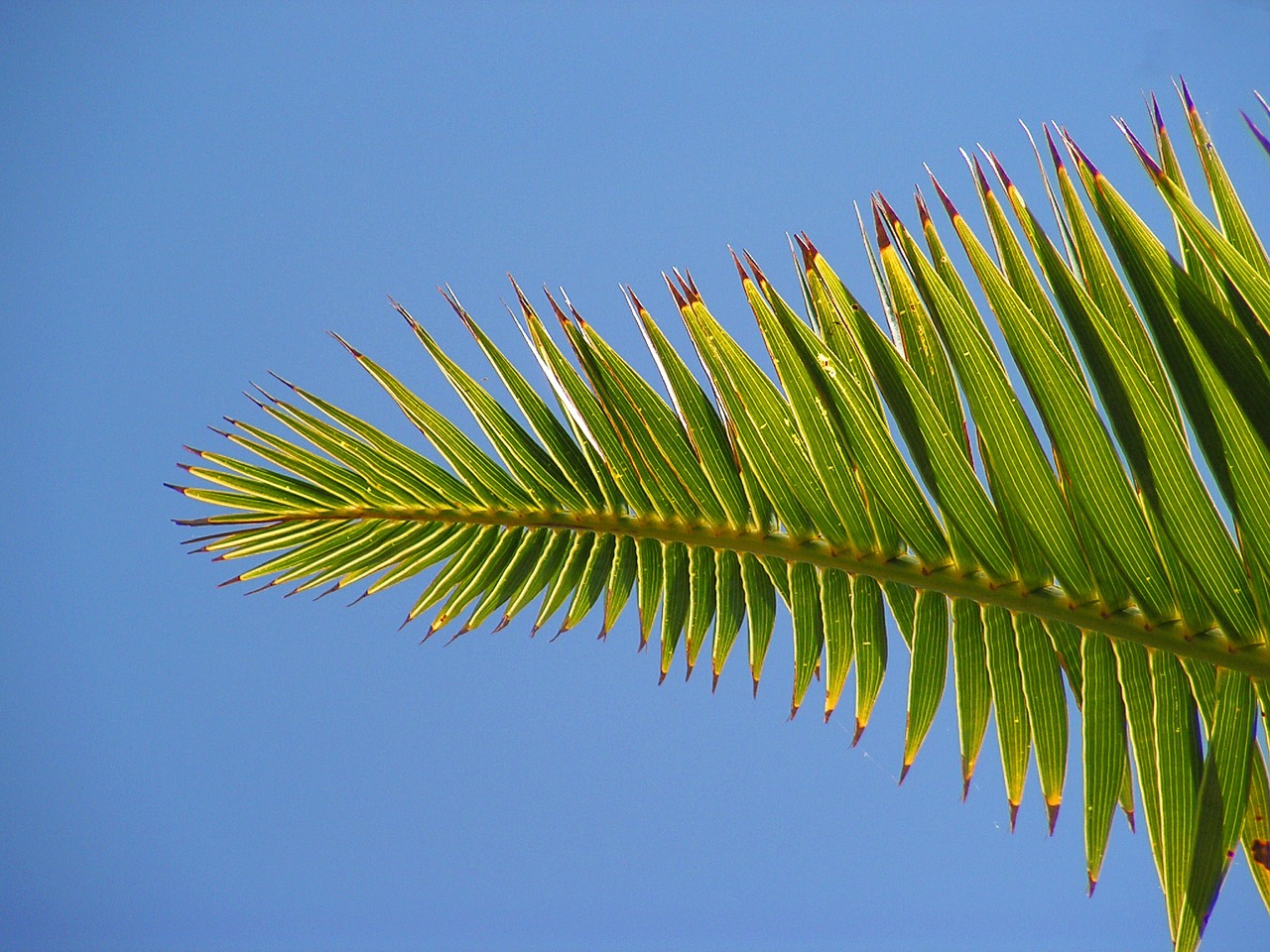 palm sheet sky free photo