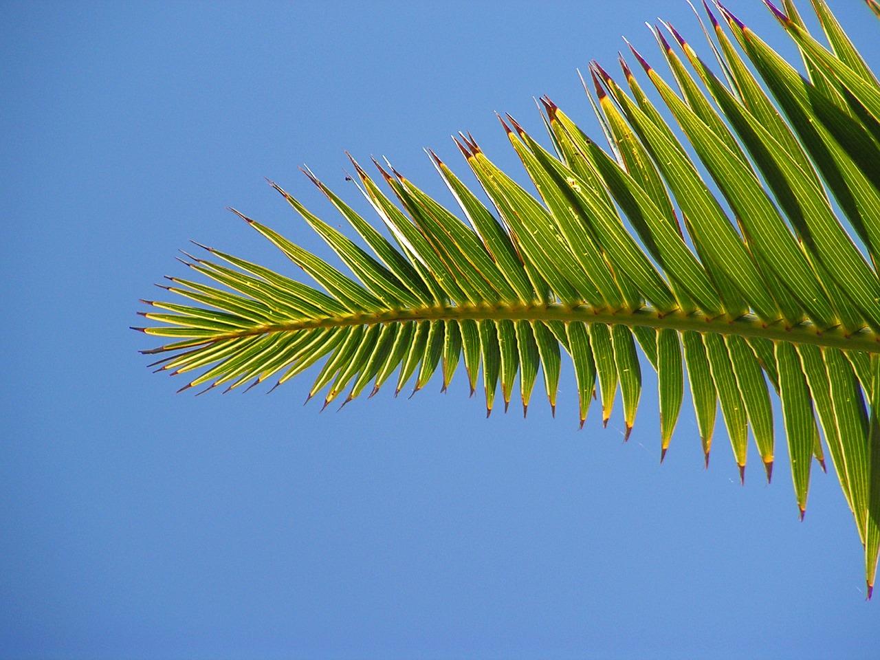 palm sheet sky free photo