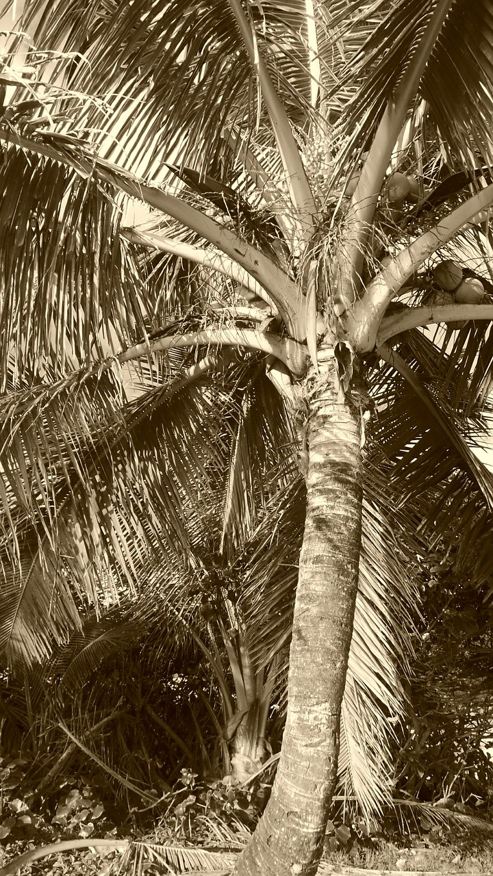 palm coconut husk free photo