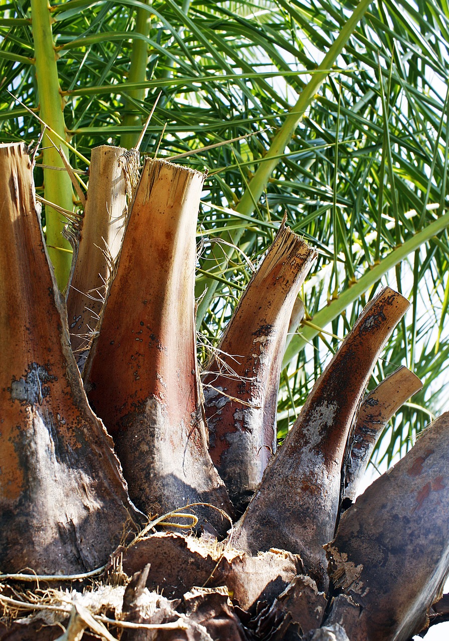 palm palm leaves bark free photo