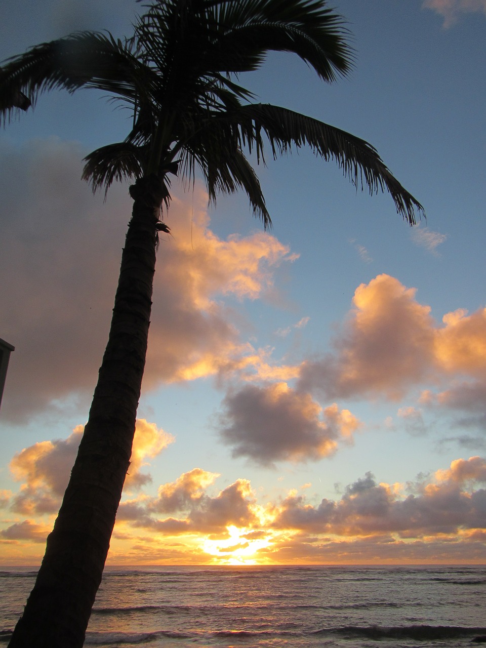 palm palm tree tree free photo