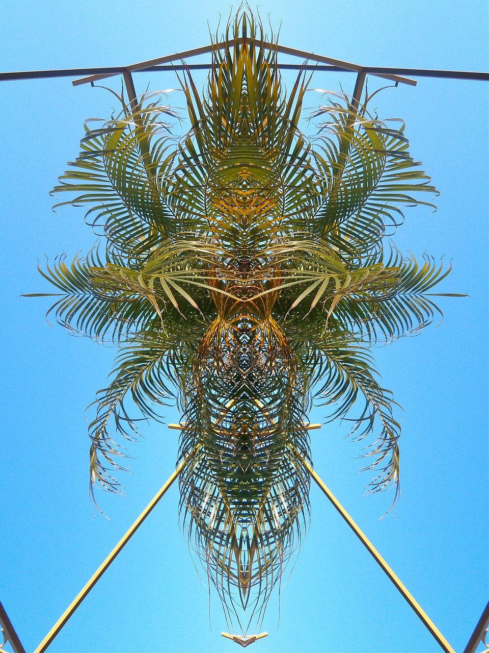 palm pattern abstract free photo