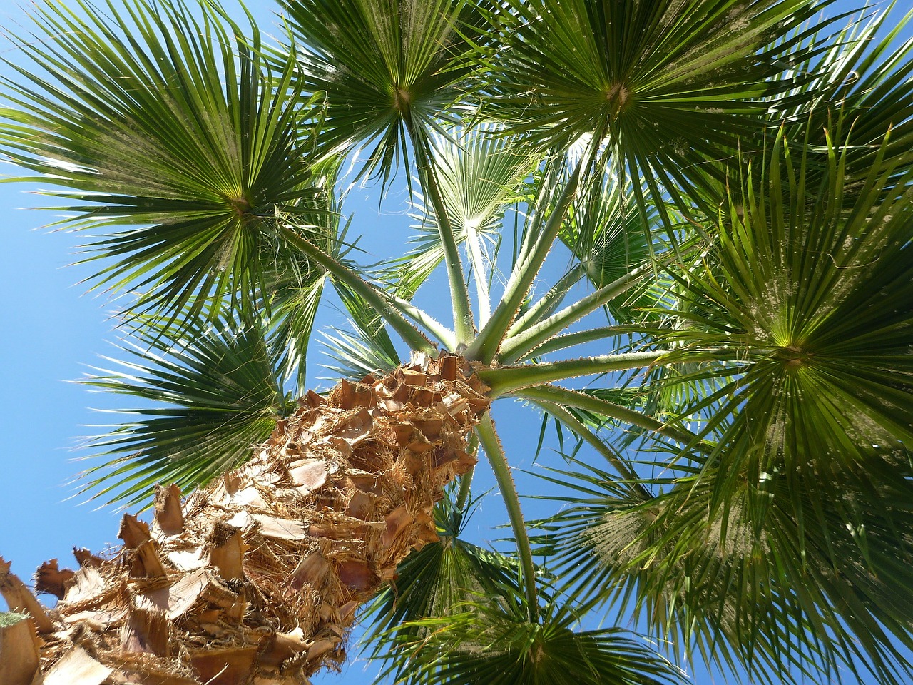 palm sky nature free photo