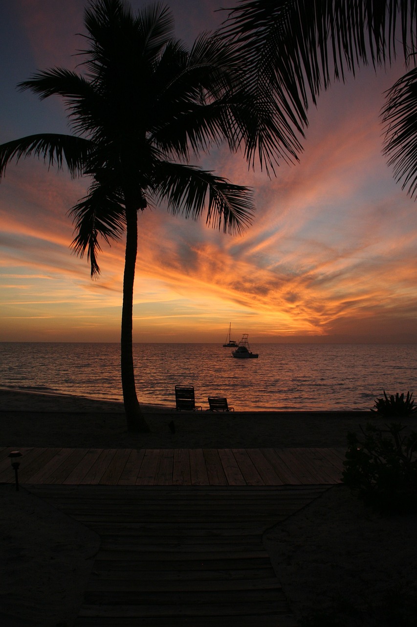 palm sunset silhouette free photo