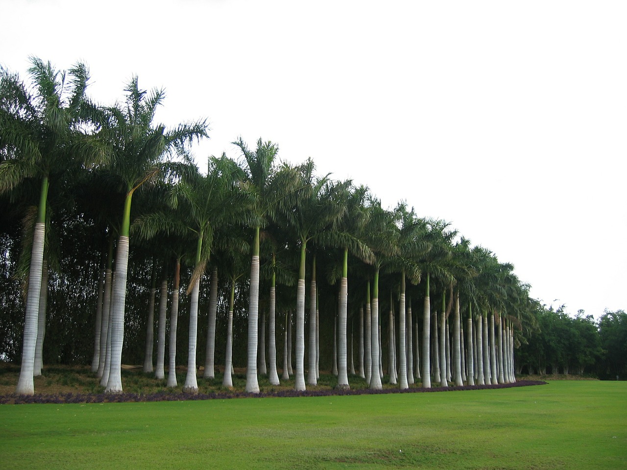palm tree forest free photo