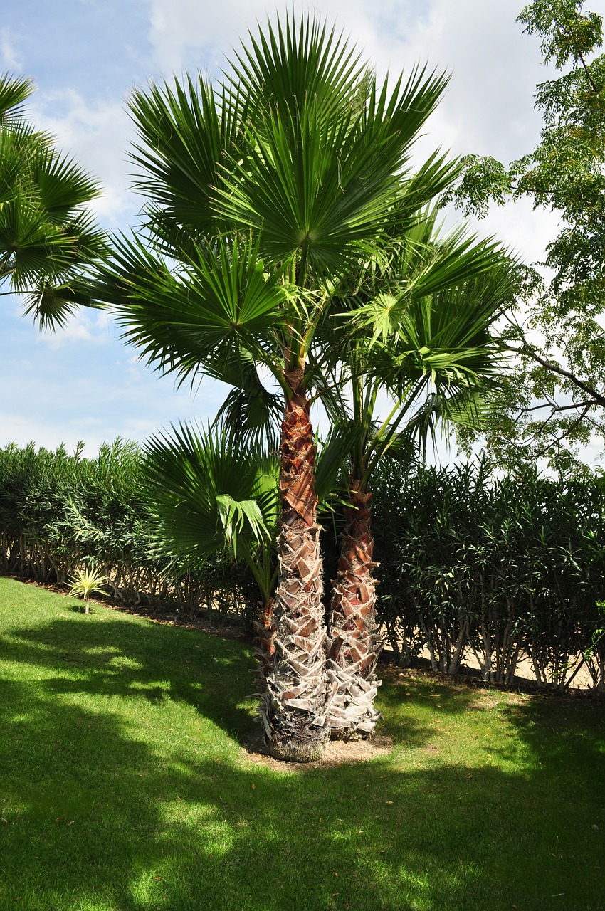 palm tree plant free photo