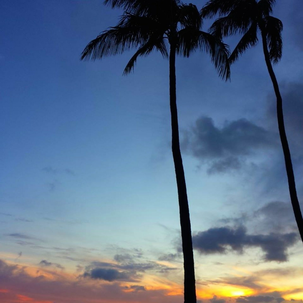 palm tropical island free photo