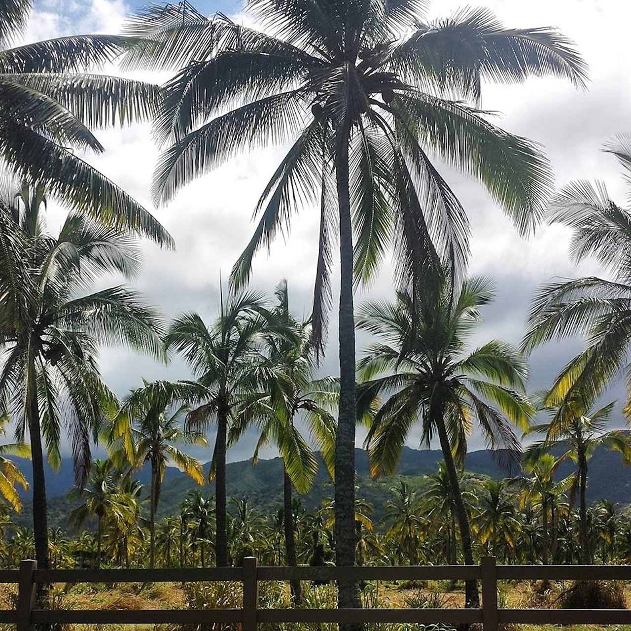 palm tropical hawaii free photo