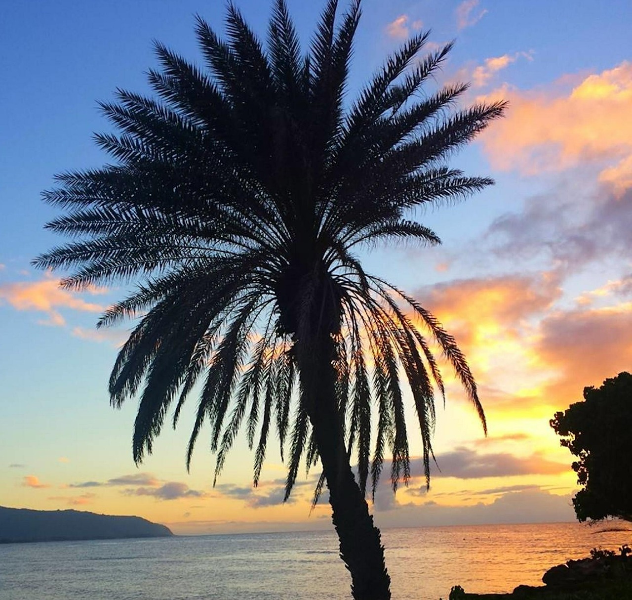 palm sunset island free photo