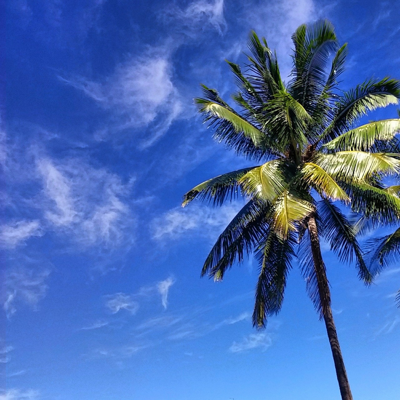 palm island tropical free photo