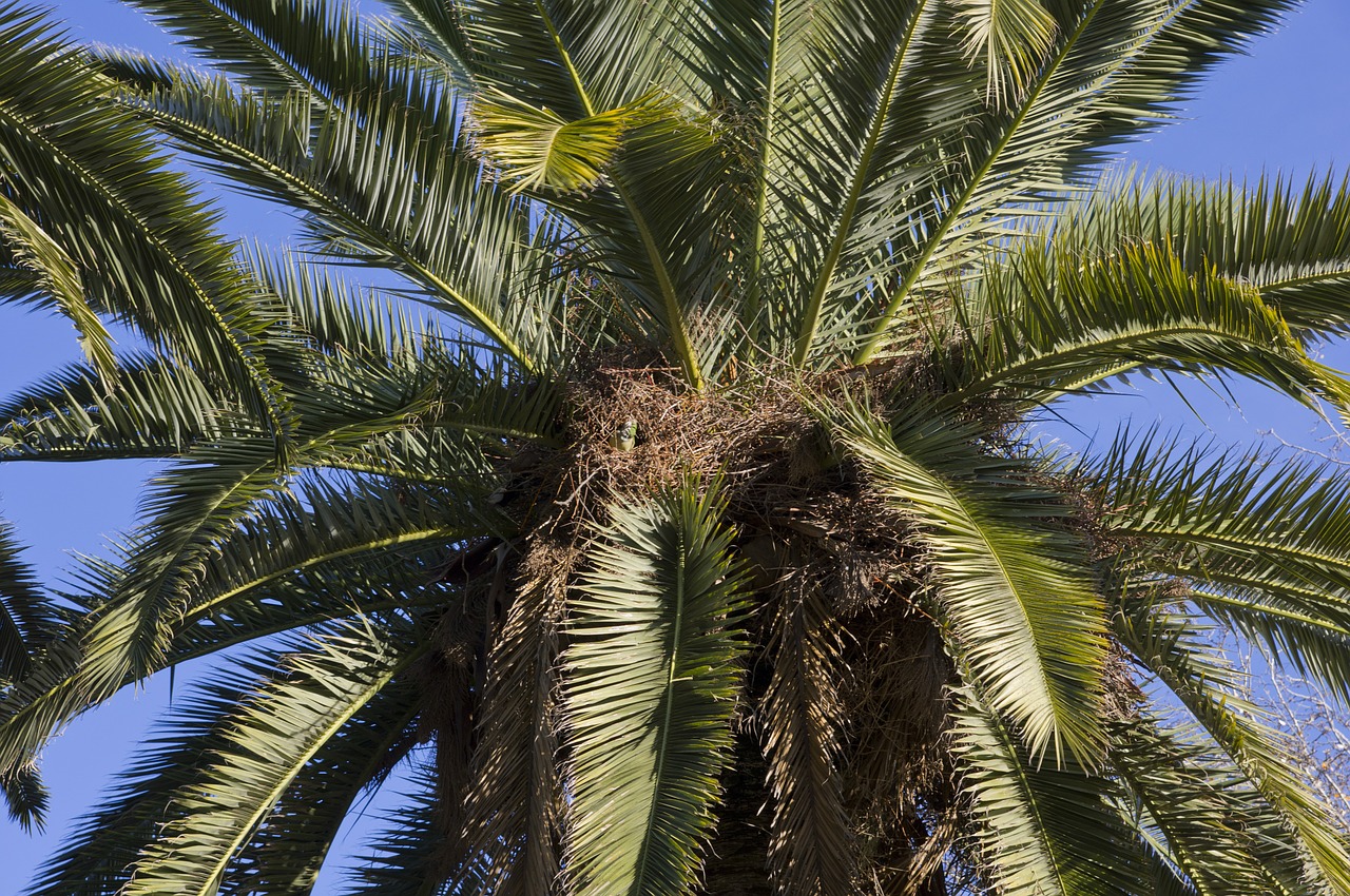 palm palm tree plant free photo