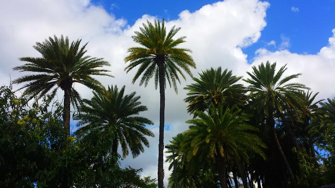 palm clouds sky free photo