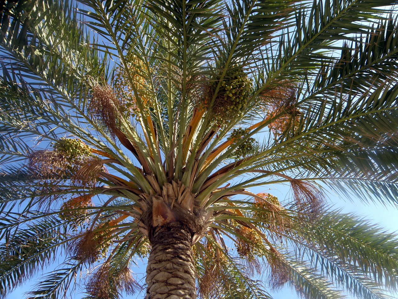 palm nature summer free photo