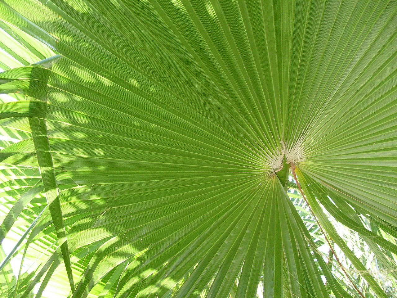 palm green tropical free photo