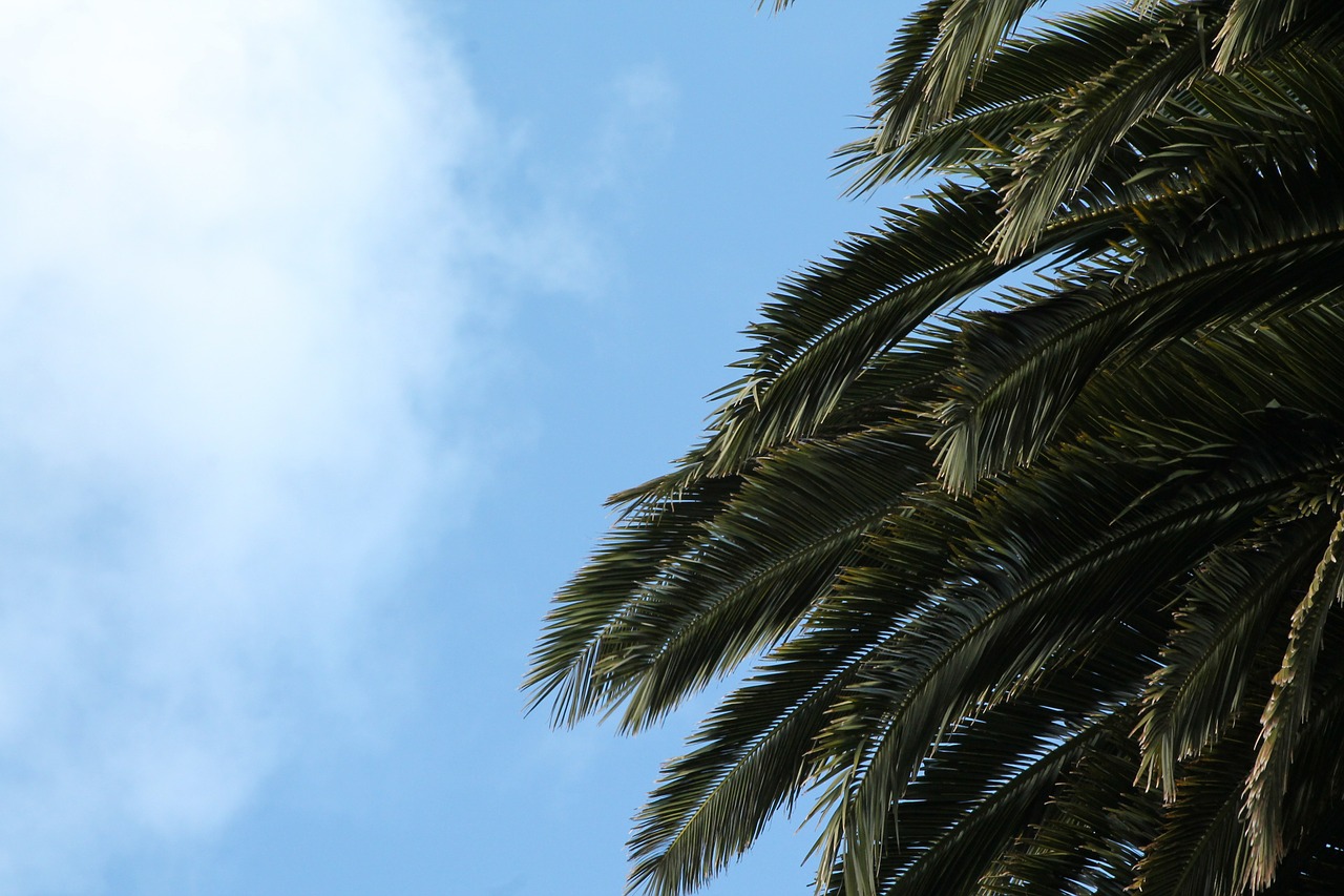 palm tree sky free photo