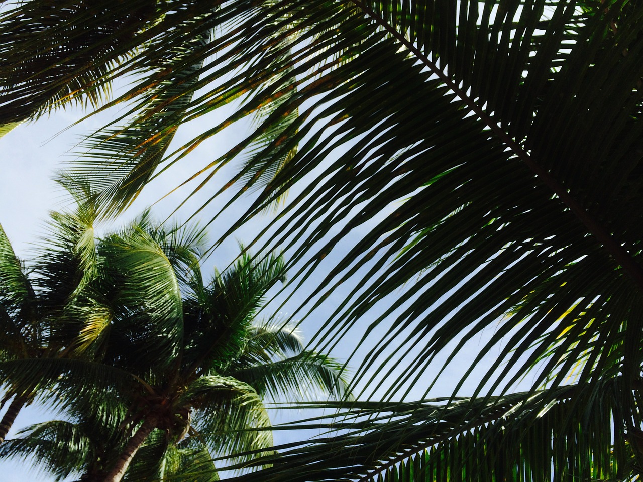 palm tree caribbean free photo