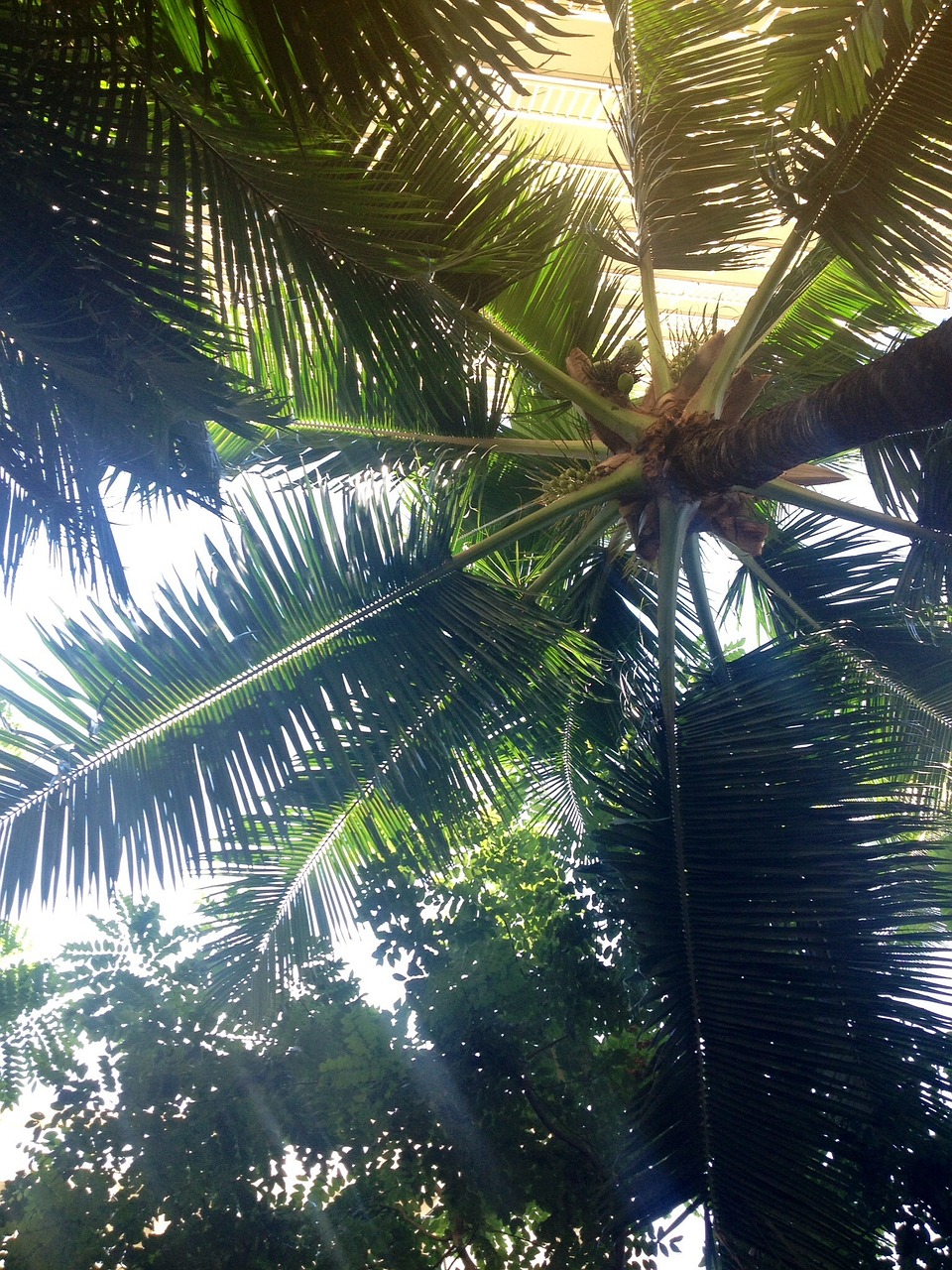 palm green leaves free photo