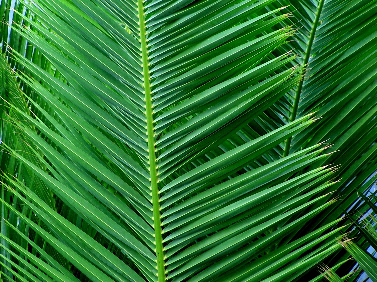 palm leaf tree free photo