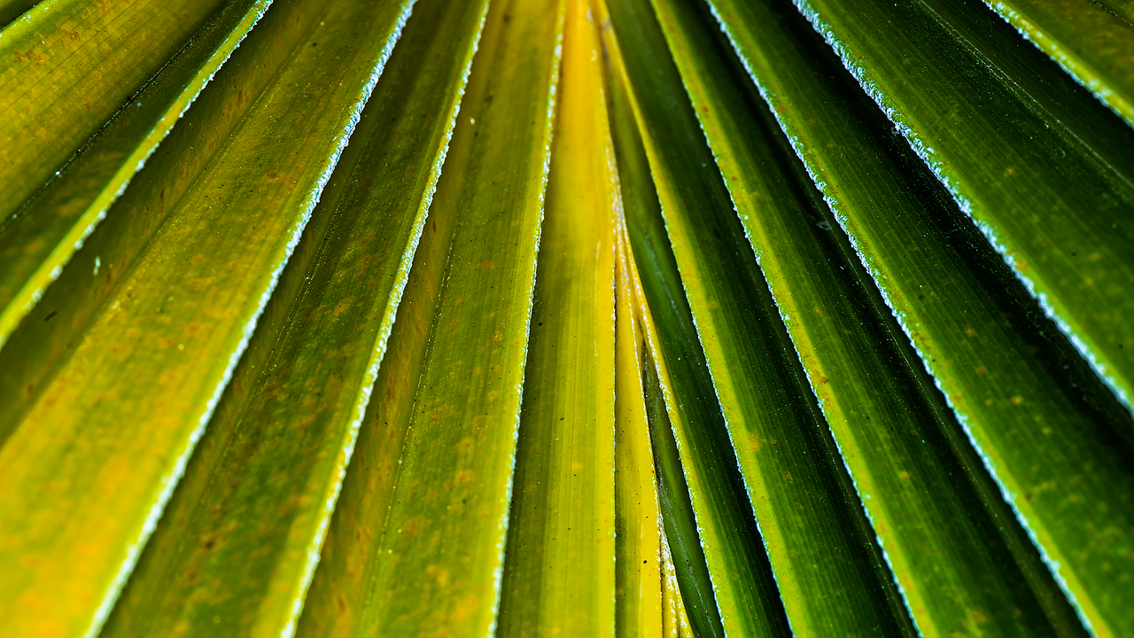 palm tree tropical free photo