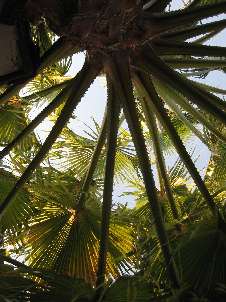 palm tree tropical free photo