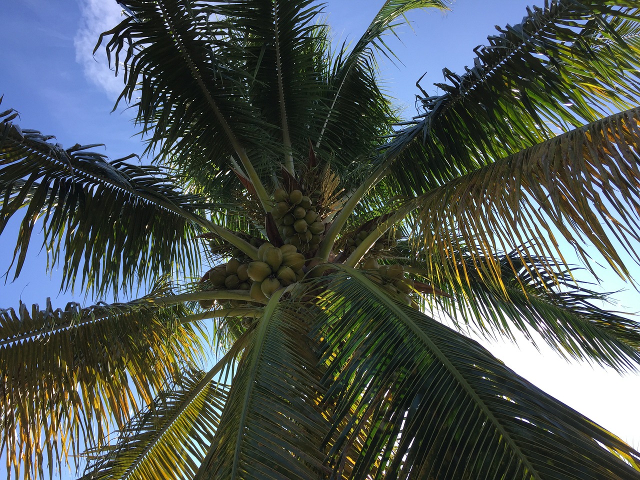 palm tree fronds free photo