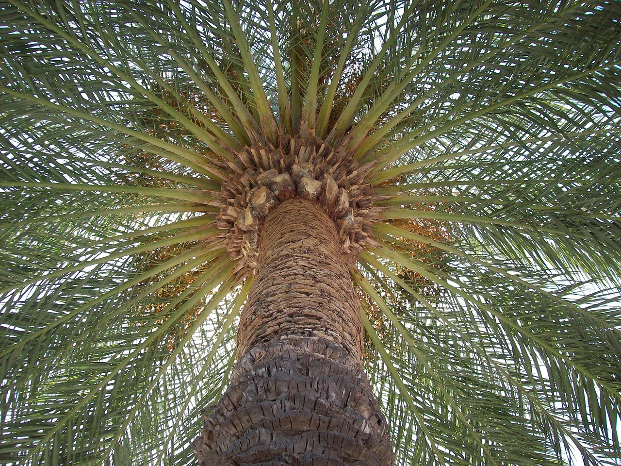 palm sun tree free photo