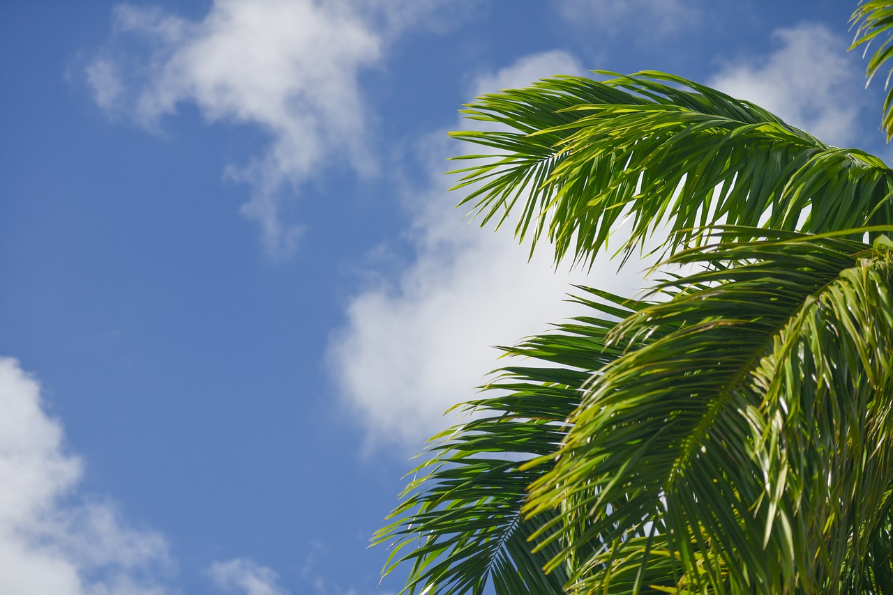 palm frond sky free photo