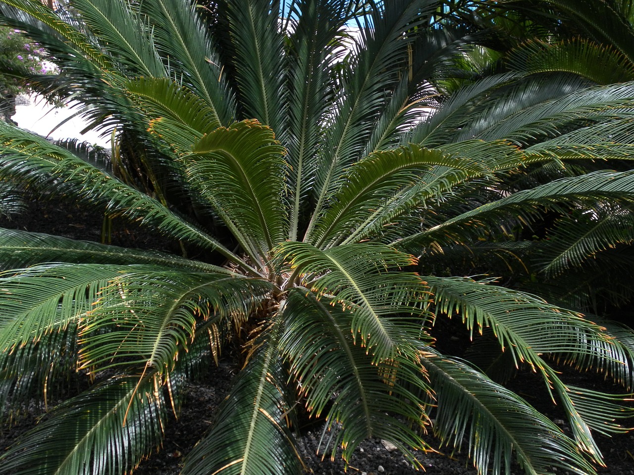 palm green plant free photo