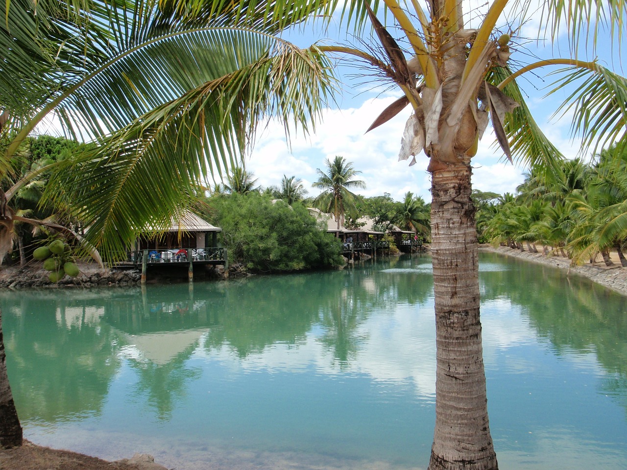 palm resort island free photo