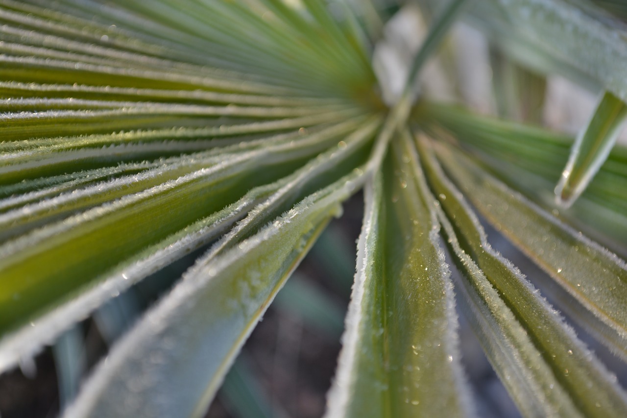 palm frost winter free photo