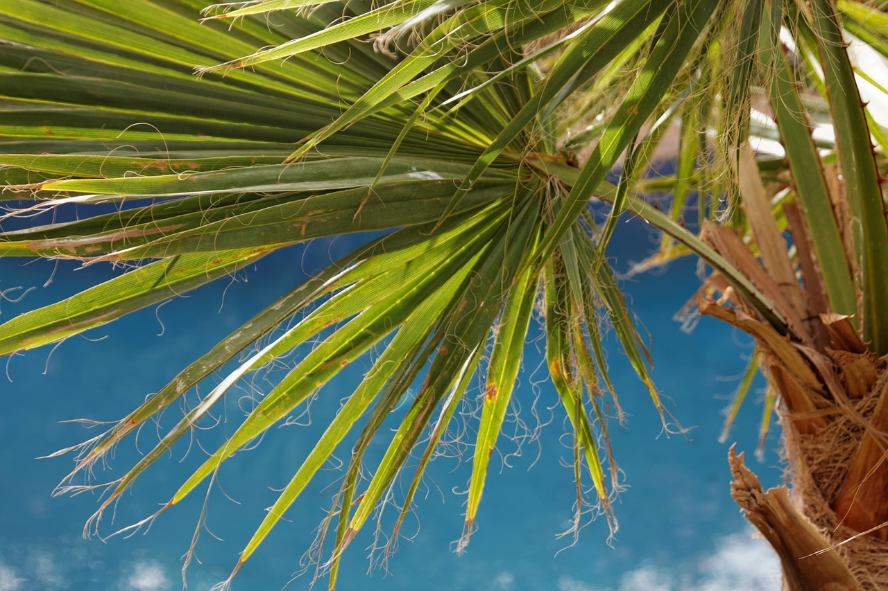 palm sky zen free photo