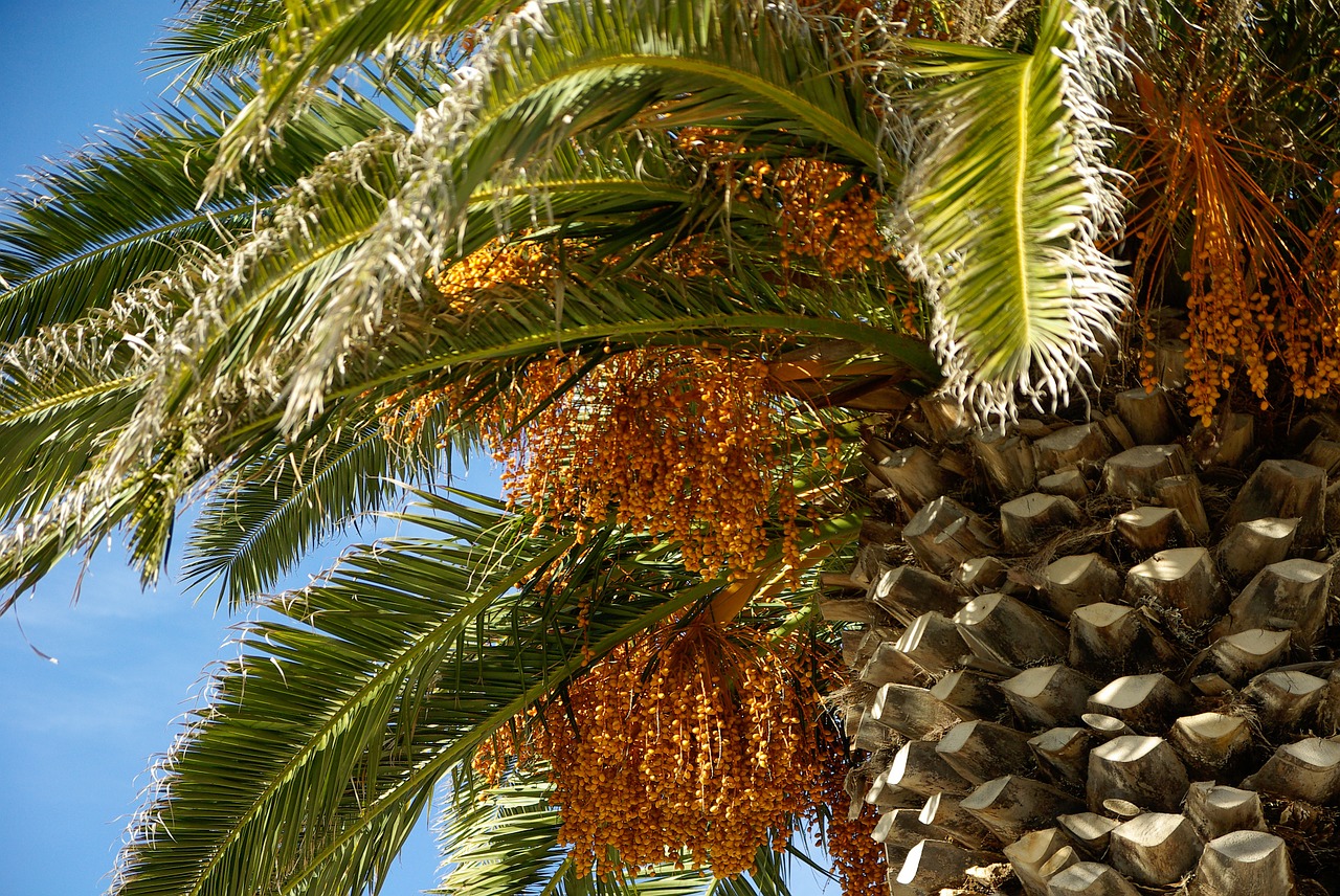 palm branches bark free photo