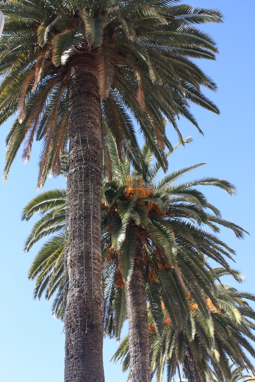 palm tree leaves free photo