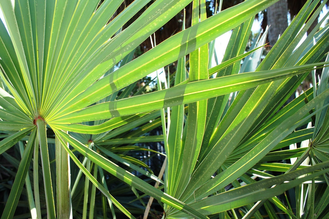 palm abstract nature free photo