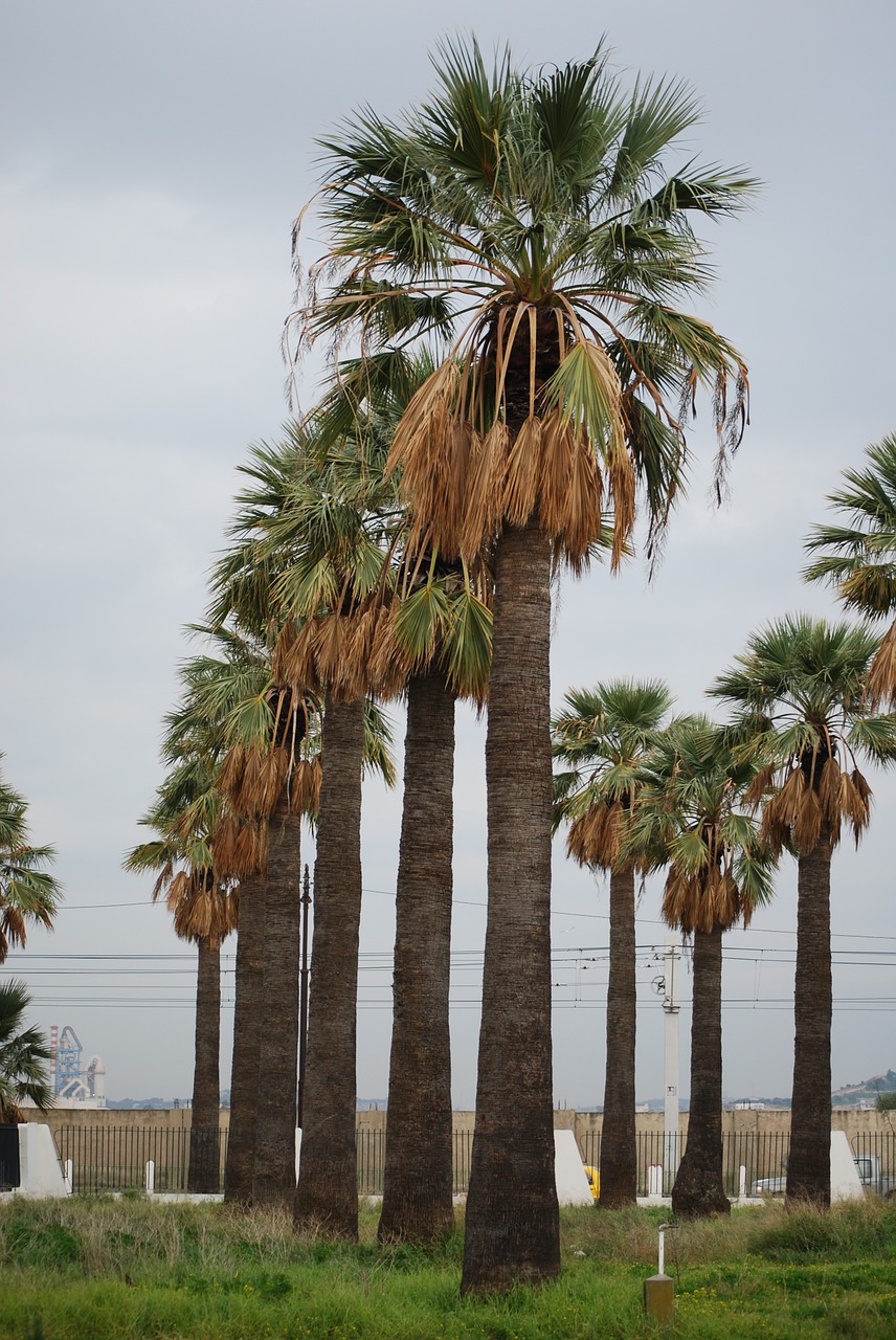 palm vertical green free photo