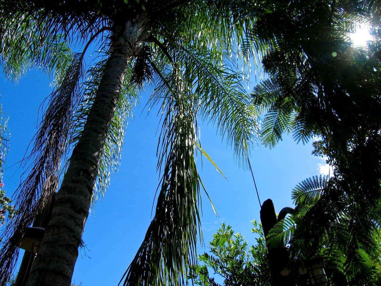 palm tree palms free photo