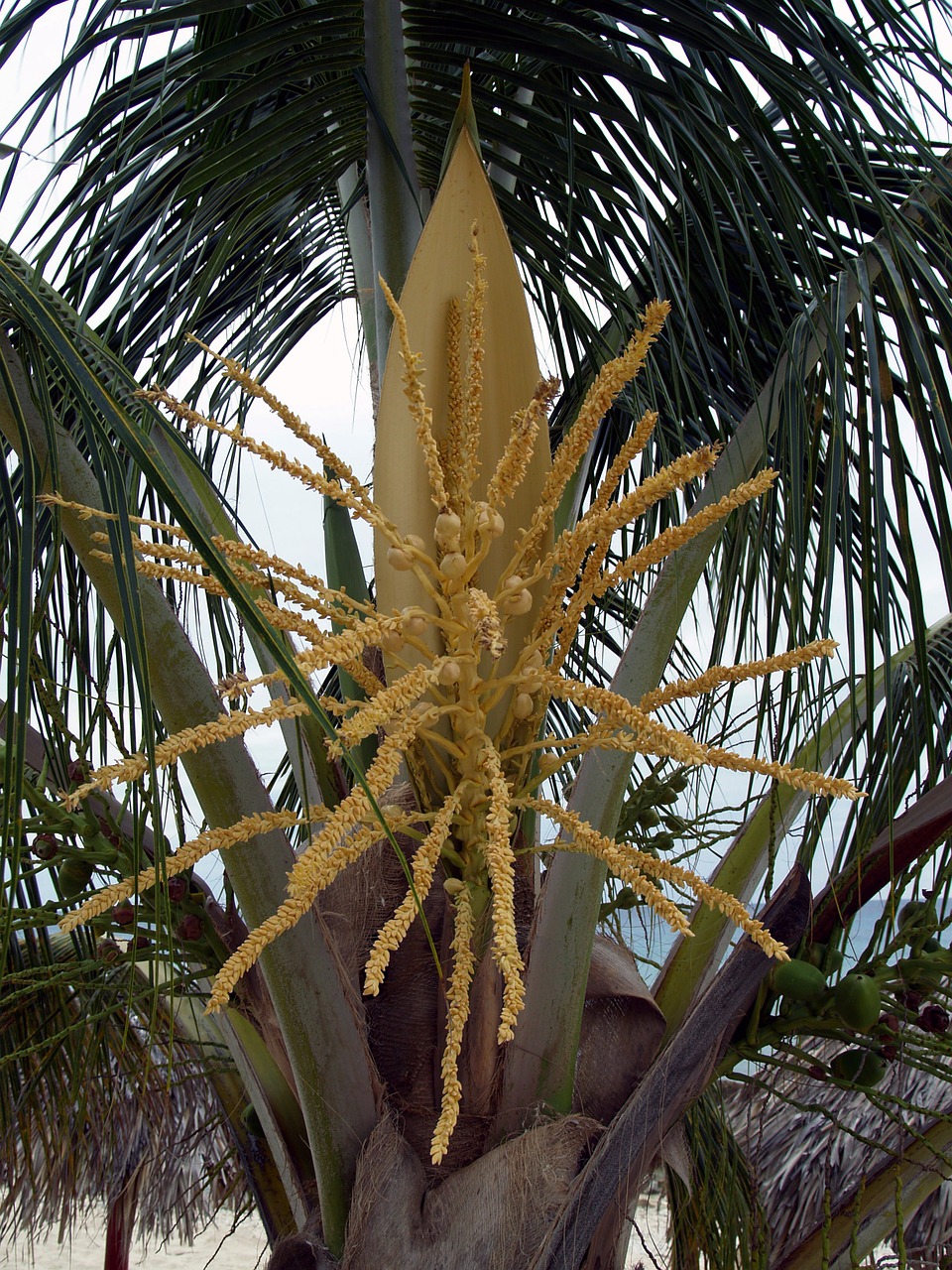 palm flower coconut free photo