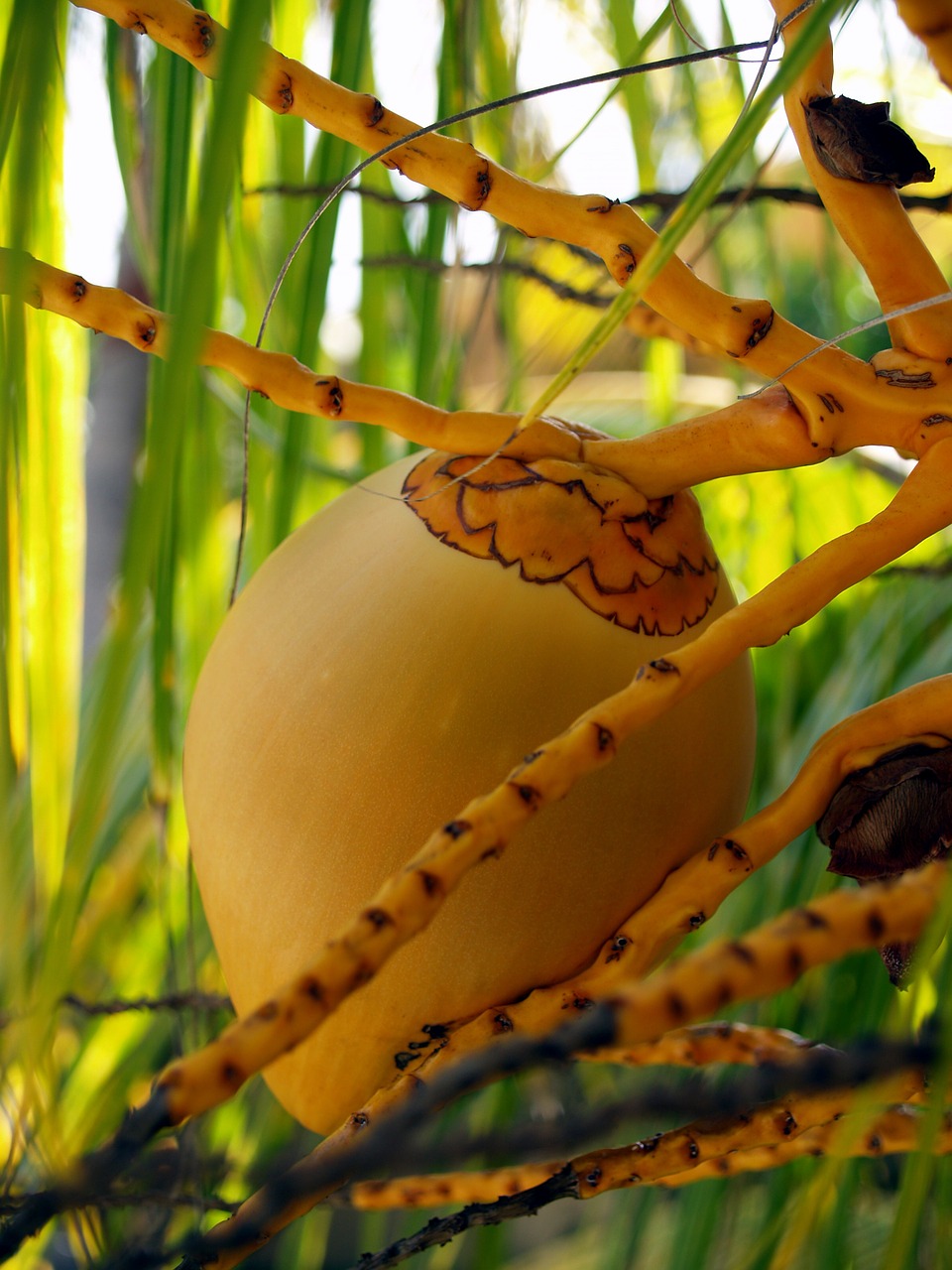 palm flower coconut free photo