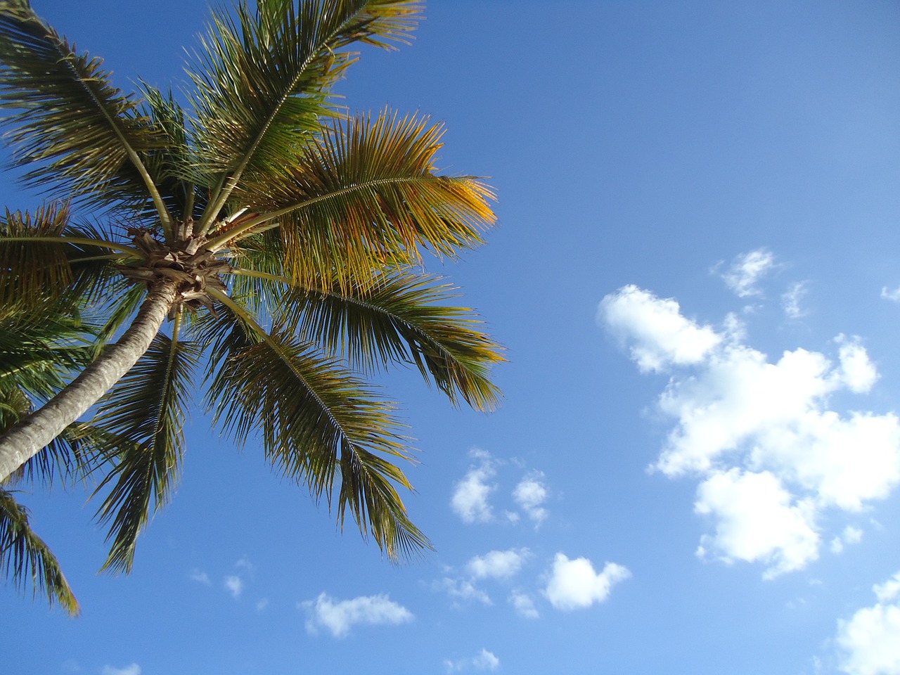 palm cloud sky free photo