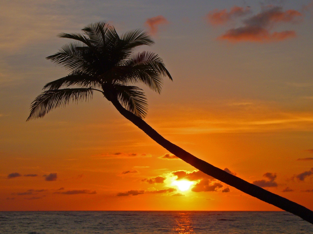 palm sunset beach free photo