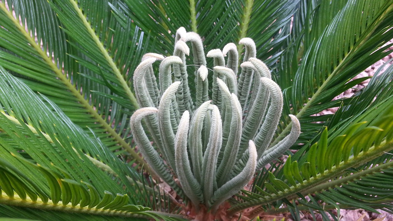 palm palm tree nature free photo