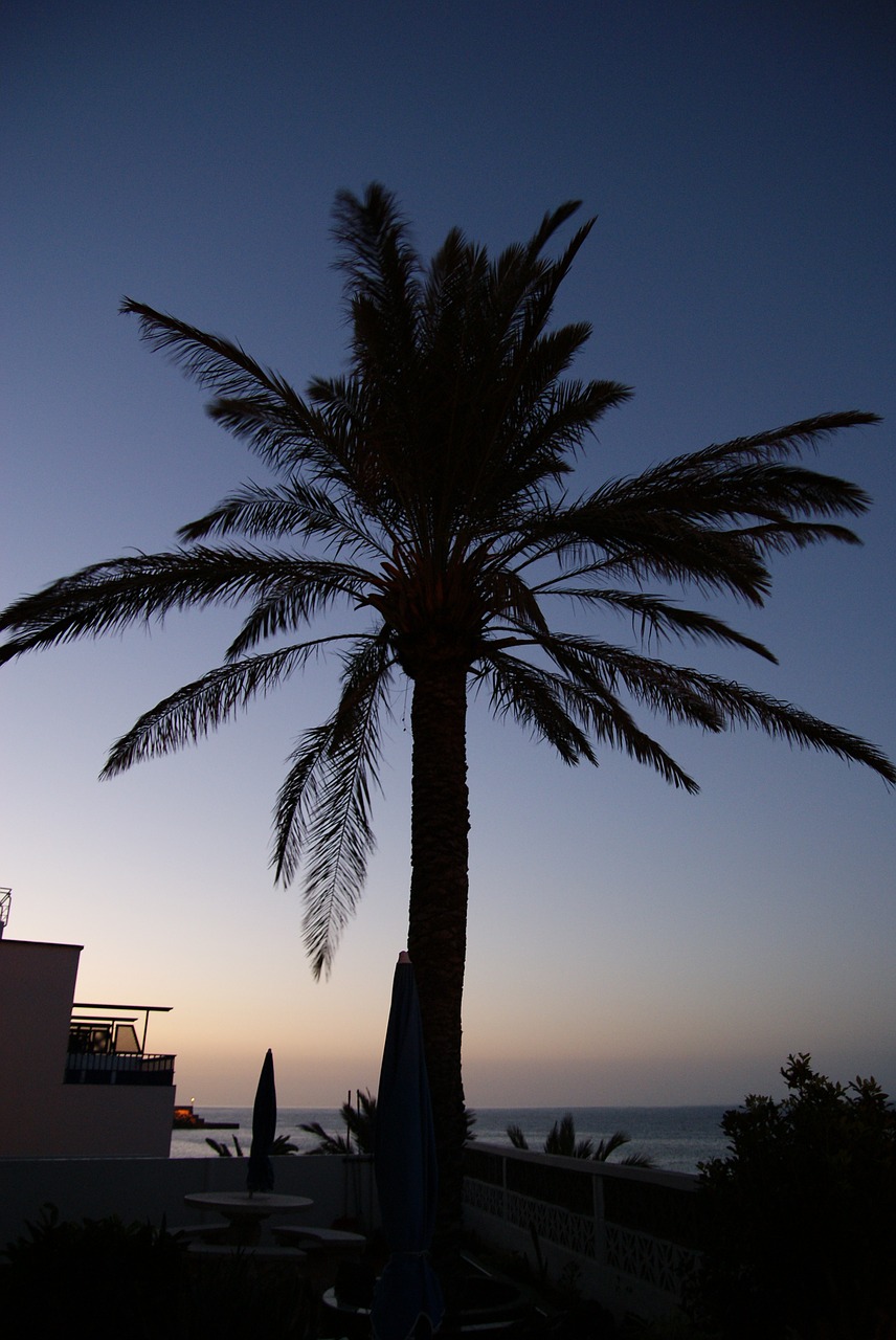 palm tree plant free photo