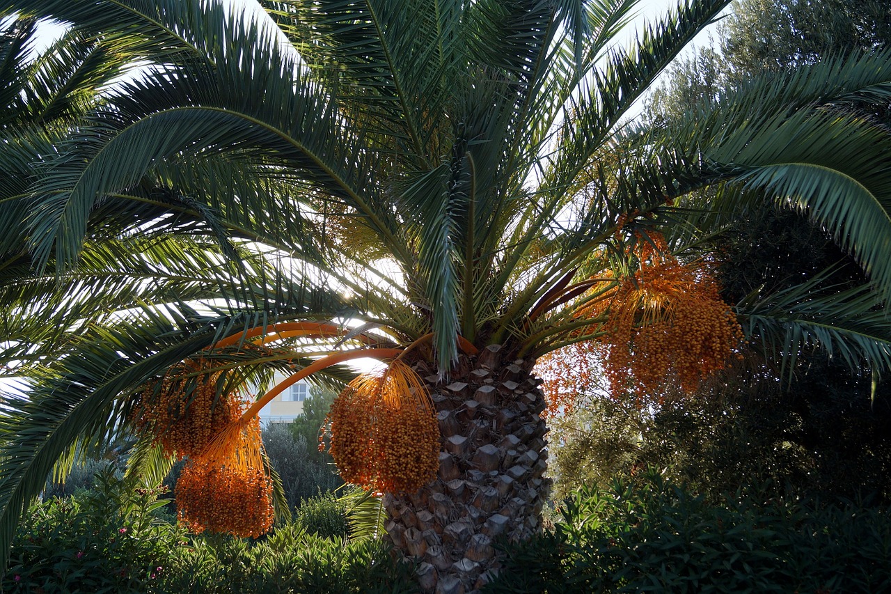 palm dates datlová palma free photo