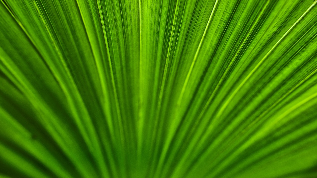 palm leaf structure free photo