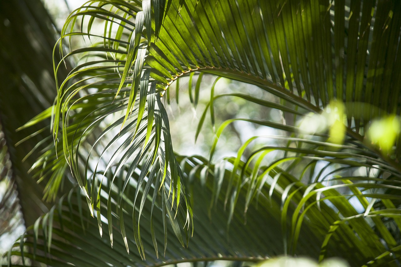 palm tree green free photo