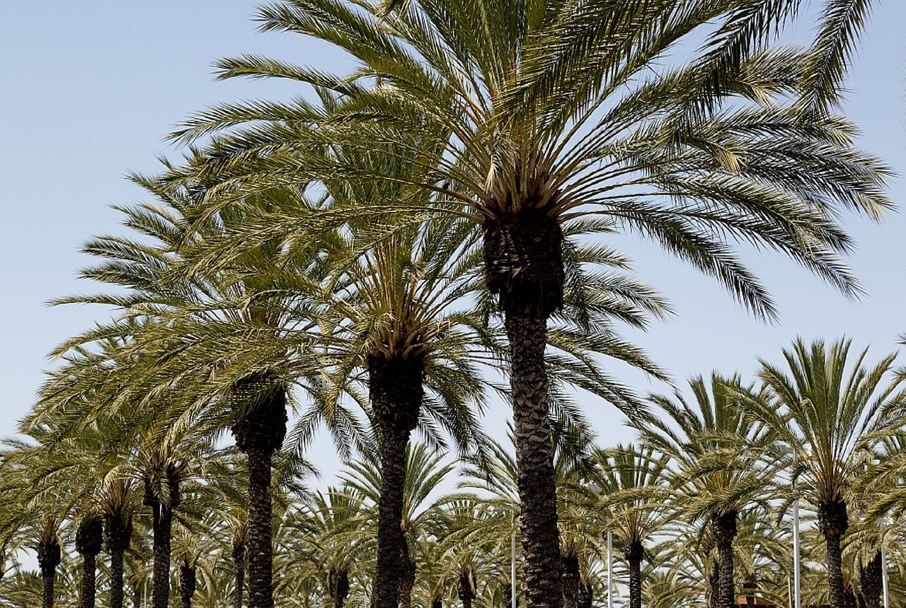 palm trees rows free photo