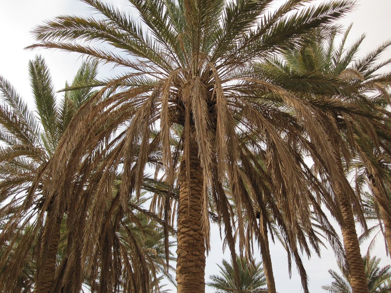 palm trees tropical free photo