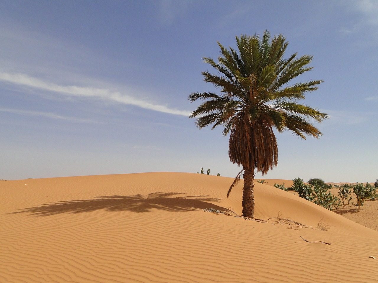 palm desert mauritania free photo