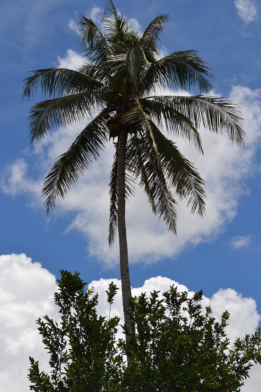 palm tree summer free photo