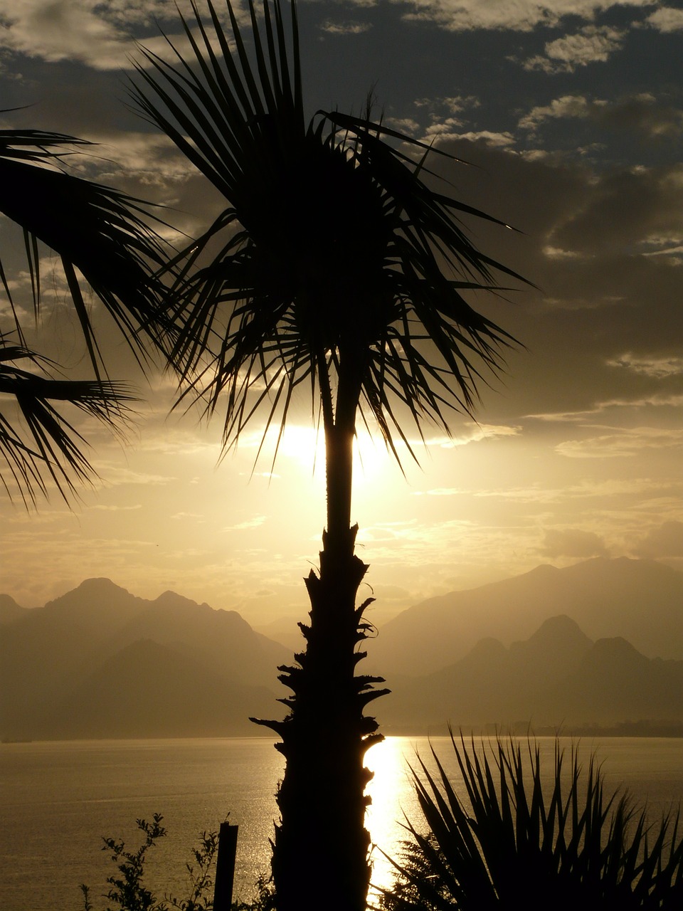 palm antalya sea free photo